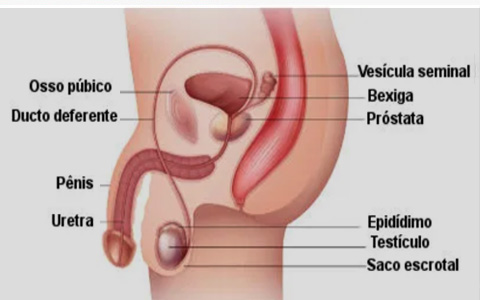 Sistema Reprodutor Masculino